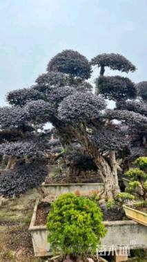 高度250厘米红花继木