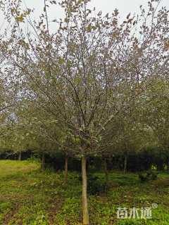 15公分垂丝海棠