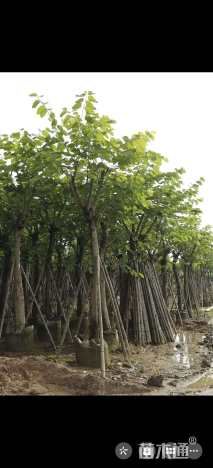 5公分红花羊蹄甲