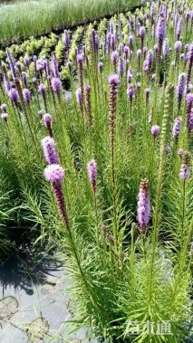 高度40厘米蛇鞭菊