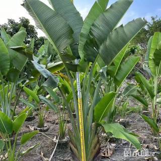 高度500厘米芭蕉