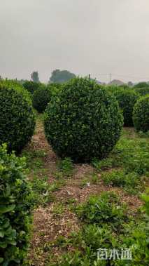 冠幅70厘米大叶黄杨球