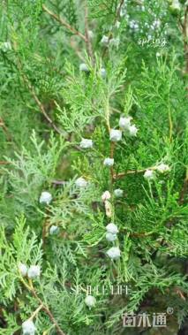 高度150厘米侧柏