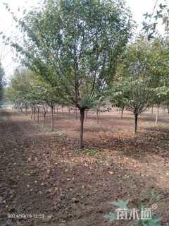 5公分染井吉野樱