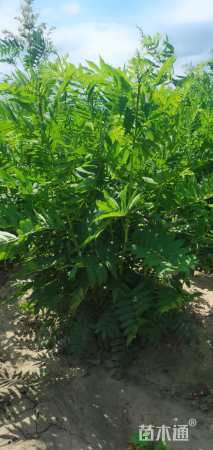 高度120厘米珍珠梅