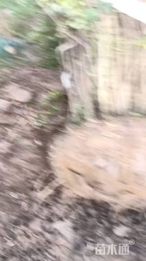 高度250厘米丛生紫薇