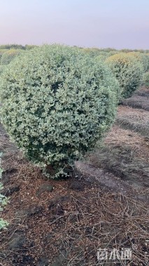 冠幅100厘米银姬小蜡球