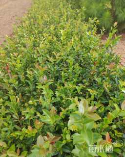 高度30厘米油茶小苗