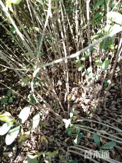 高度40厘米水蜡