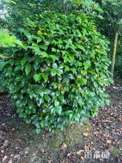 冠幅120厘米茶花球