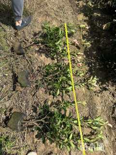 高度50厘米红叶石楠小苗