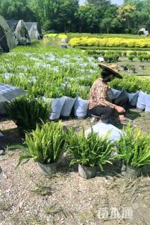 高度40厘米肾蕨