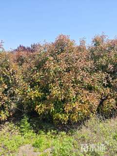 高度250厘米红叶石楠篱笆