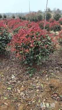 冠幅100厘米红叶石楠球