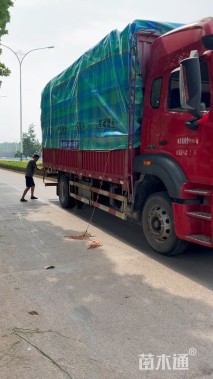 高度13厘米虞美人