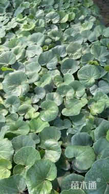 高度10厘米大吴风草