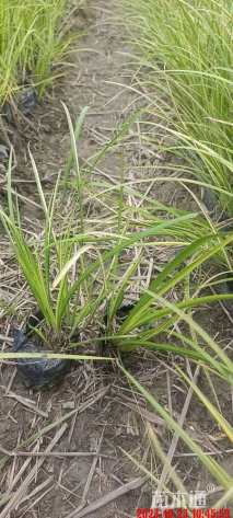 高度20厘米金叶菖蒲