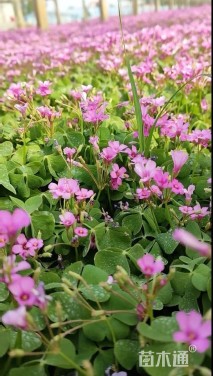 高度15厘米紫叶酢浆草