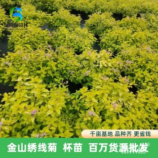 高度35厘米金山绣线菊