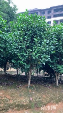 高度200厘米茶花