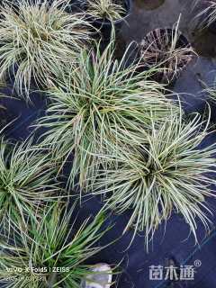 高度30厘米金叶苔草