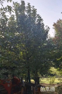 12公分彩叶豆梨