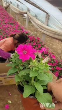 高度20厘米牵牛