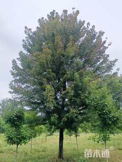 18公分美国红枫