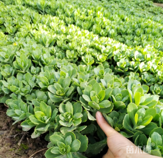 高度30厘米八宝景天