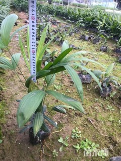 裸干高30厘米棕竹