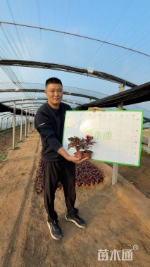 高度10厘米一支笔