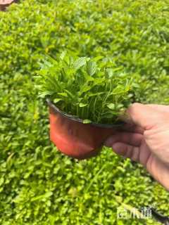 高度15厘米紫花地丁