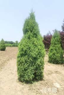 高度200厘米塔桧