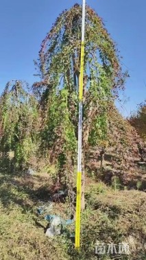 高度350厘米羽毛枫