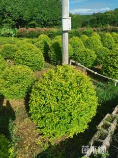 冠幅150厘米金冠小叶女贞球