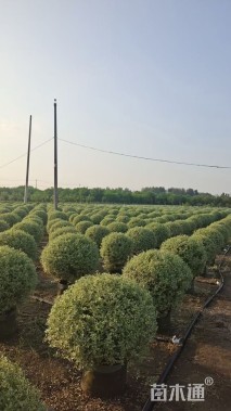 冠幅150厘米银姬小蜡球