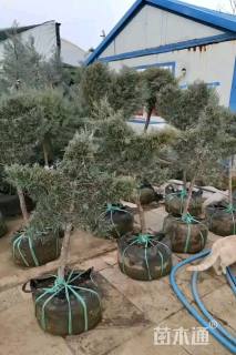 高度250厘米蓝冰柏