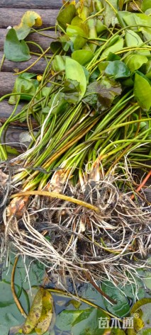 高度50厘米萍蓬草