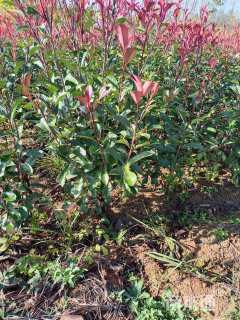 冠幅60厘米红叶石楠球