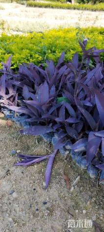 高度15厘米紫叶鸭趾草