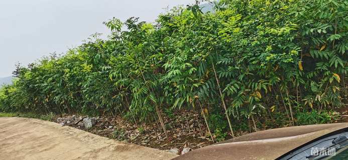 高度80厘米无患子小苗