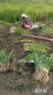 高度20厘米黄菖蒲