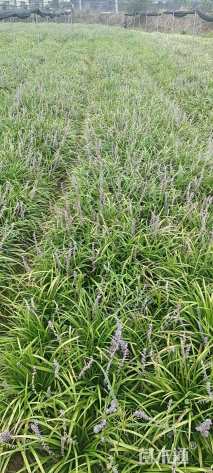 高度15厘米丹麦草
