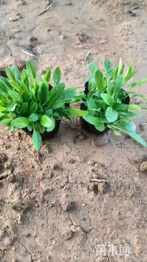 高度15厘米一串蓝