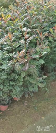 高度30厘米清香木小苗