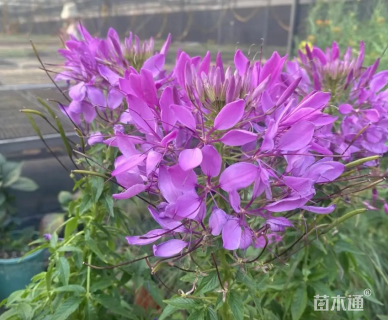 高度40厘米醉蝶花