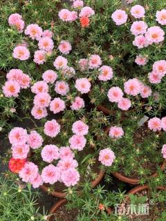 高度30厘米大花马齿苋