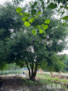 8公分(5杆)丛生乌桕