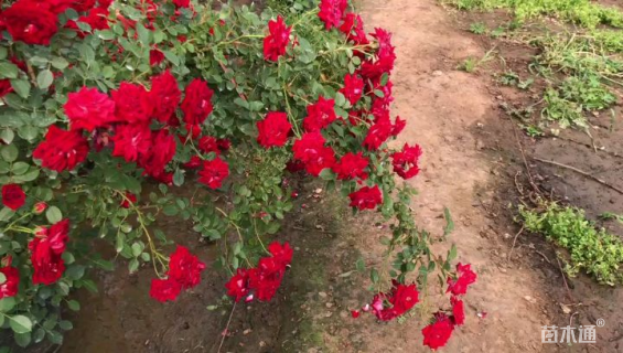 250厘米藤本月季