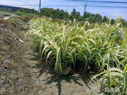 高度100厘米花叶芦苇